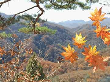 热门推荐，33彩票最新安卓版下载，实时掌握彩票资讯与投注