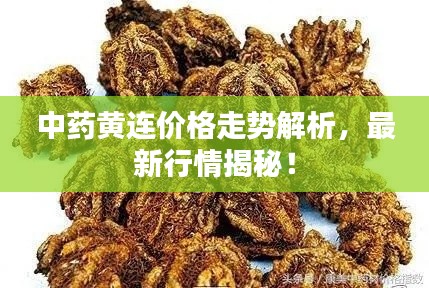 中药黄连价格走势解析，最新行情揭秘！