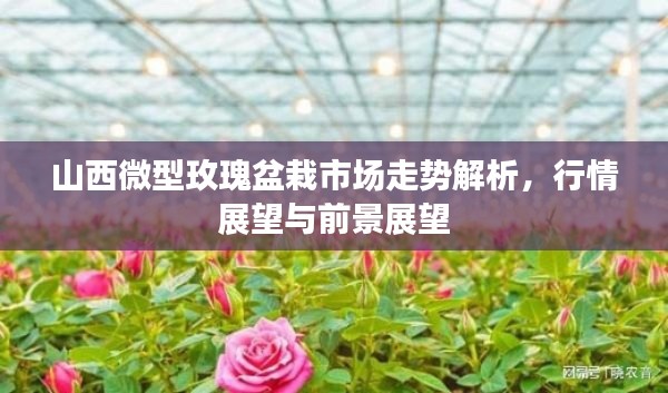 山西微型玫瑰盆栽市场走势解析,行情展望与前景展望