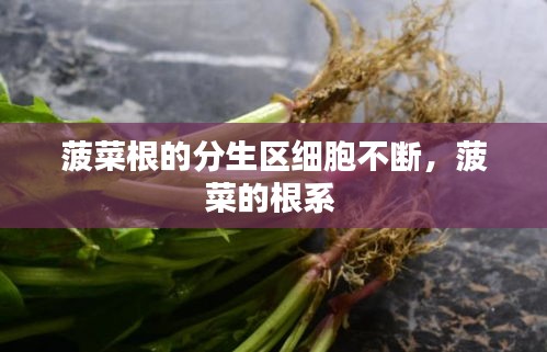 菠菜根的分生区细胞不断,菠菜的根系