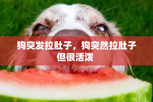 狗突发拉肚子，狗突然拉肚子但很活泼 