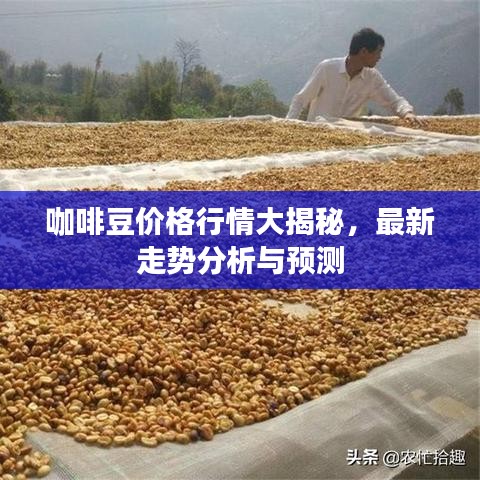 咖啡豆价格行情大揭秘，最新走势分析与预测